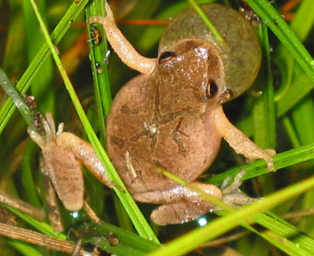 Adult Northern Spring Peeper, photo courtesy of Scott A. Smith