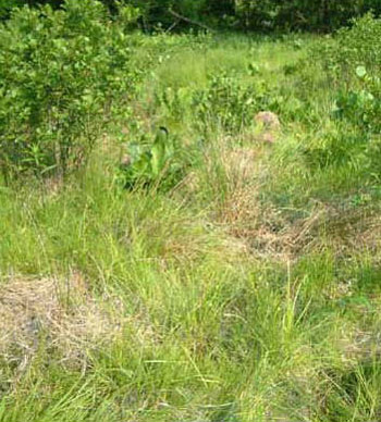 Photo of Habitat for Bog Turtle courtesy of Rebecca Chalmers